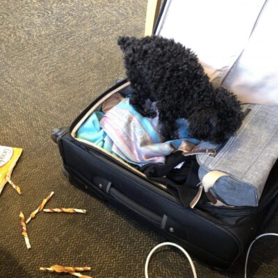 Belle digging in the suitcase