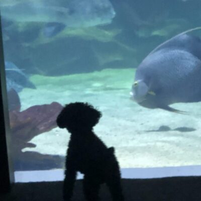 Belle at the aquarium